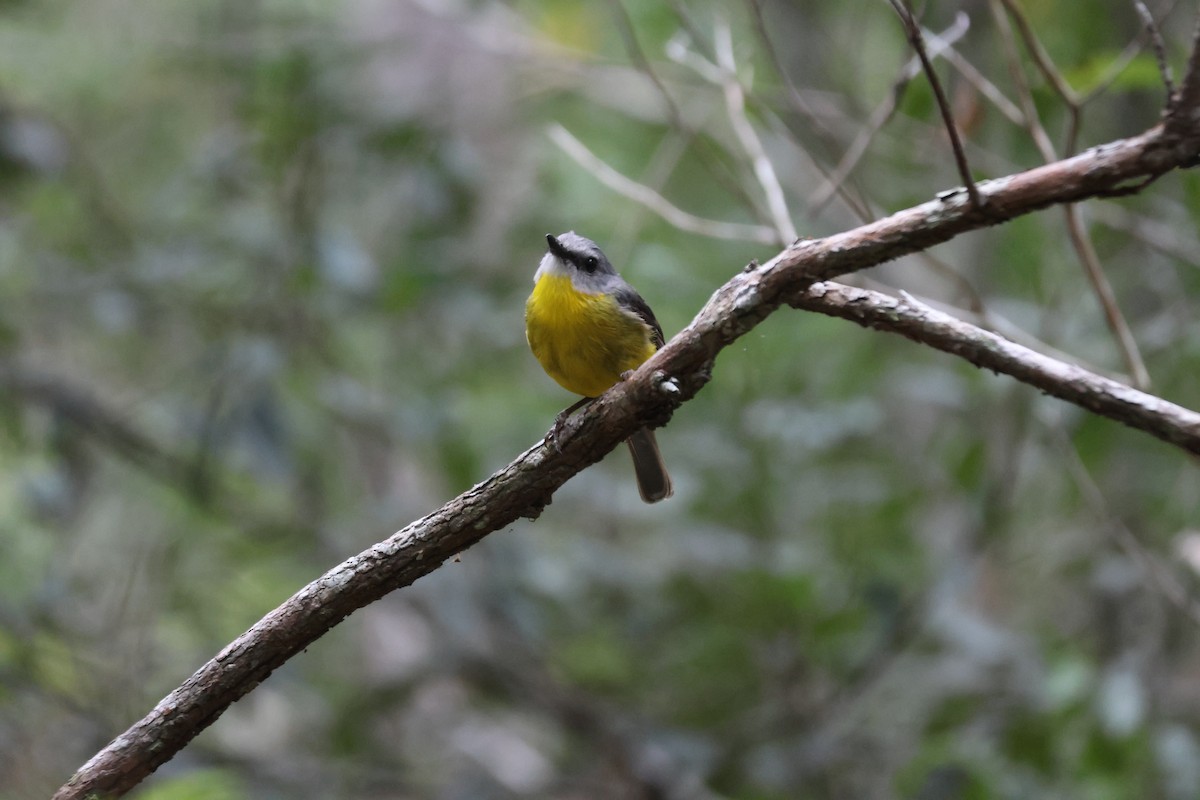 Eastern Yellow Robin - ML647276278