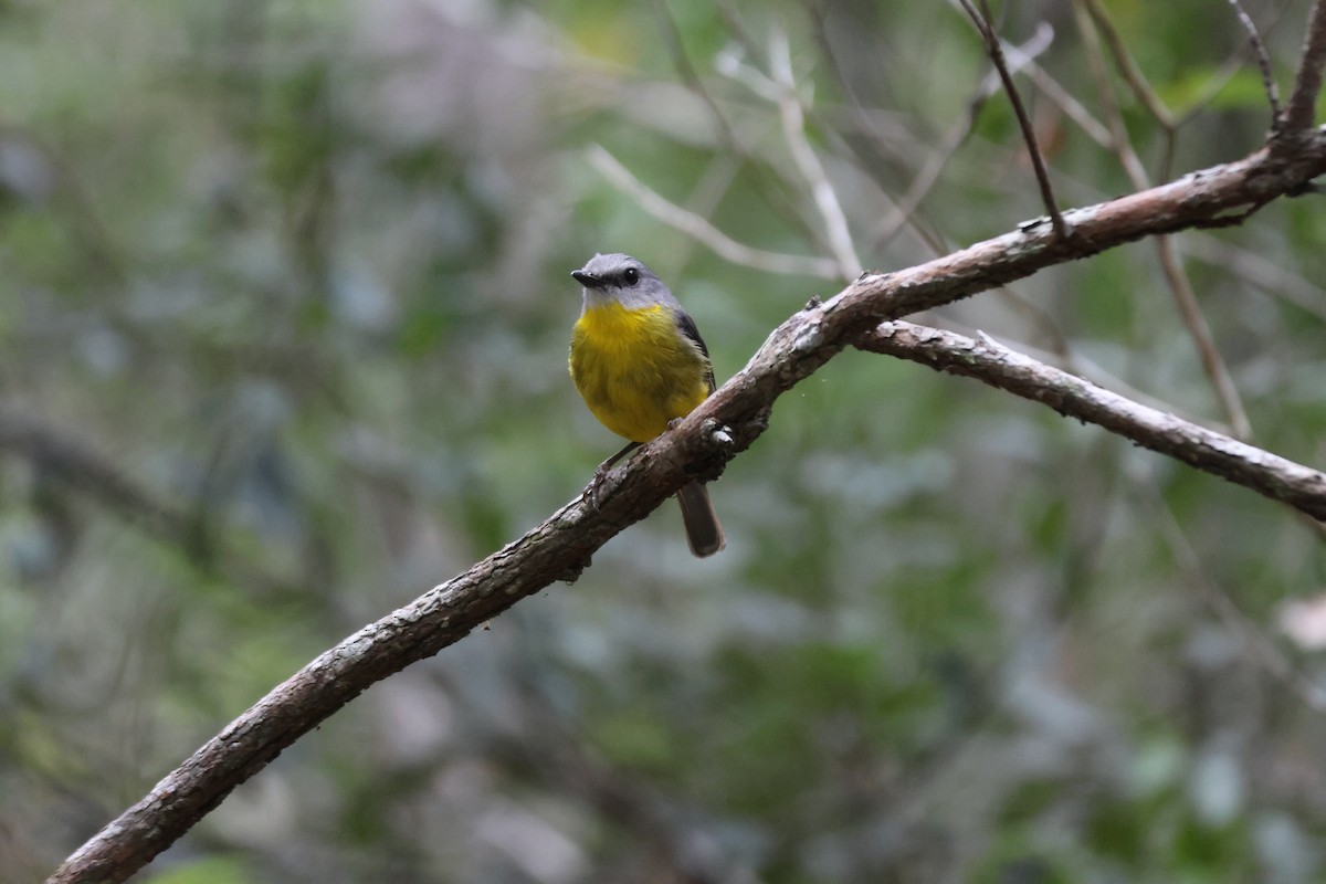Eastern Yellow Robin - ML647276279