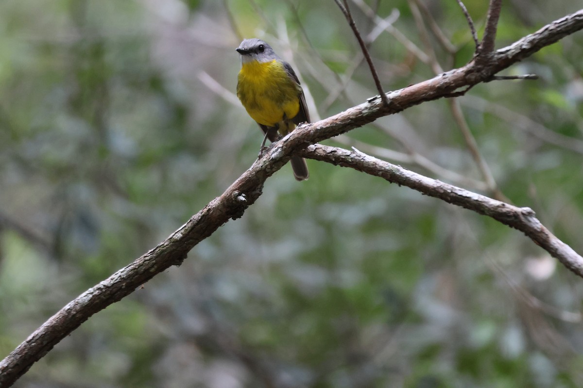 Eastern Yellow Robin - ML647276280