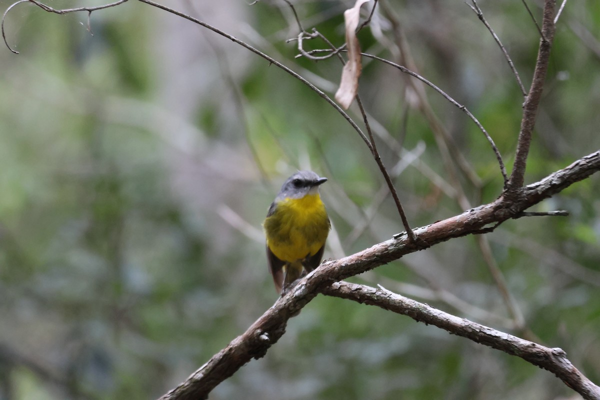 Eastern Yellow Robin - ML647276281