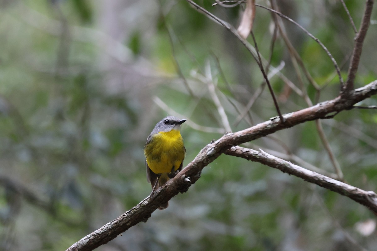 Eastern Yellow Robin - ML647276282
