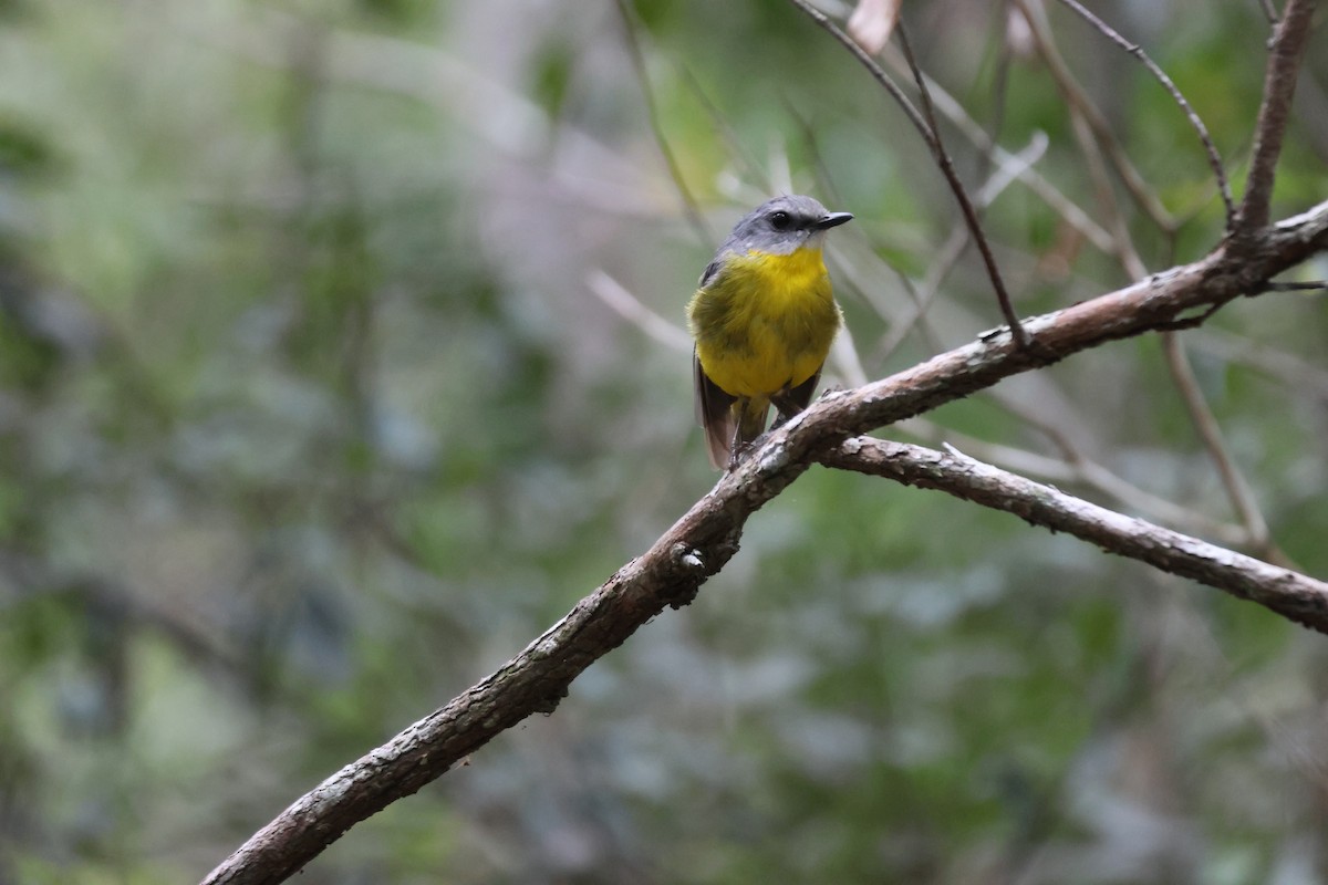 Eastern Yellow Robin - ML647276283