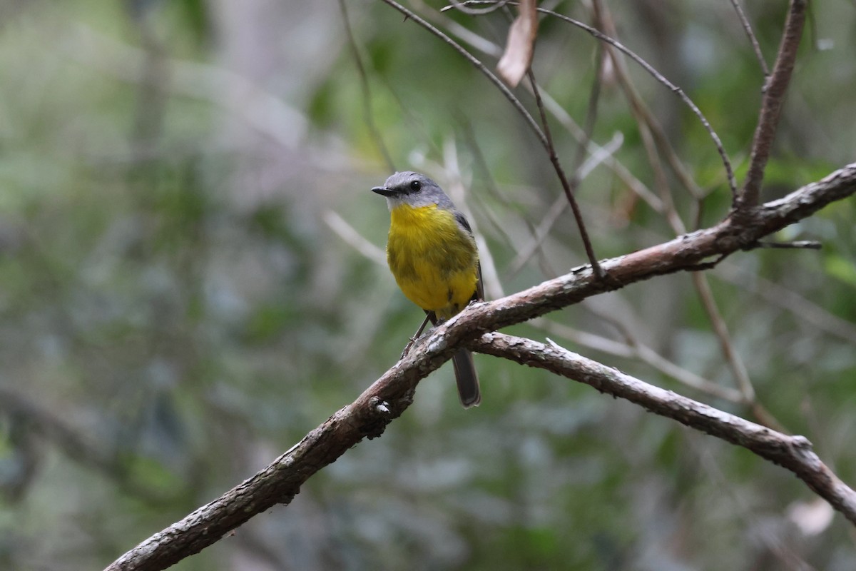 Eastern Yellow Robin - ML647276284