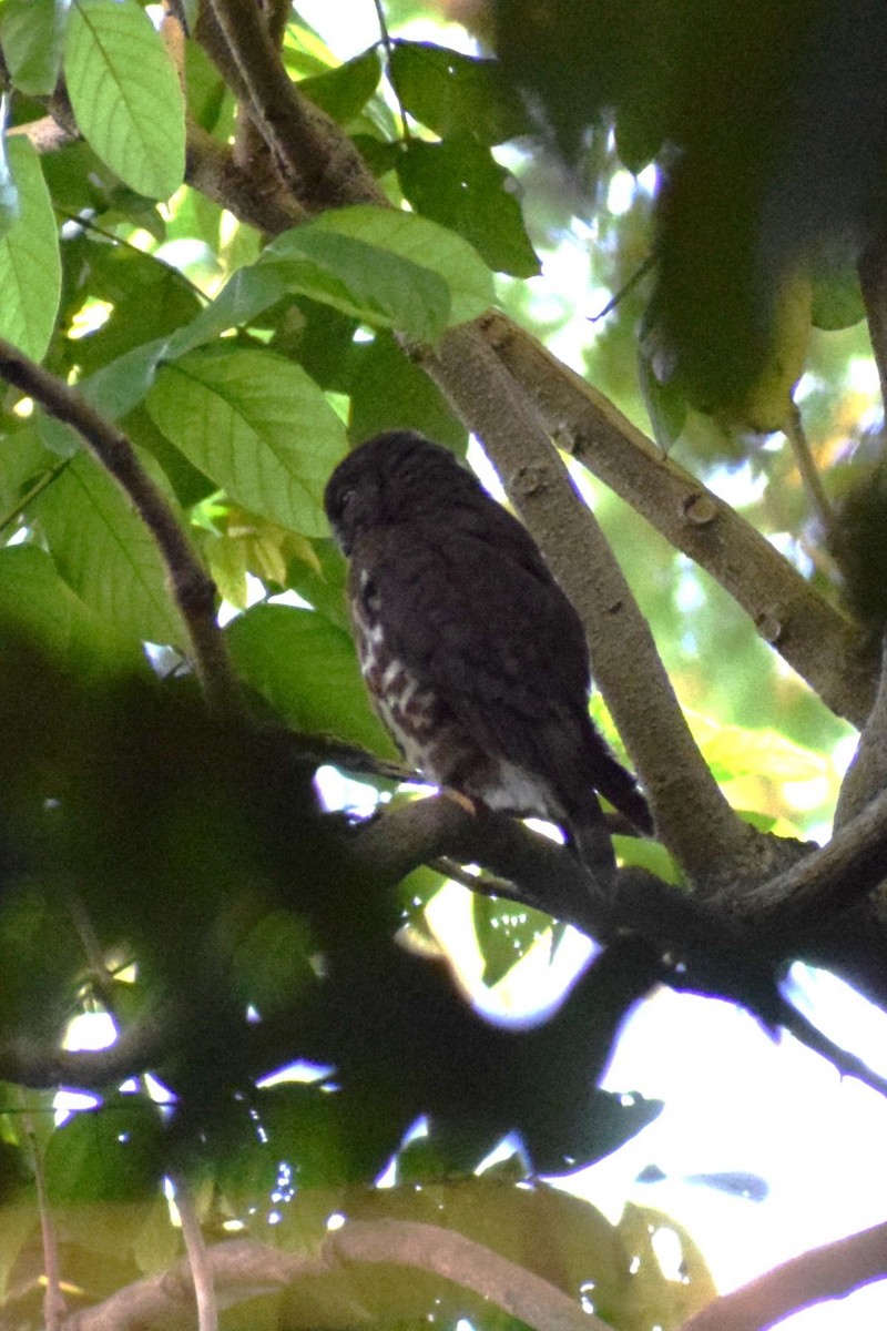 Brown Boobook - ML647276285