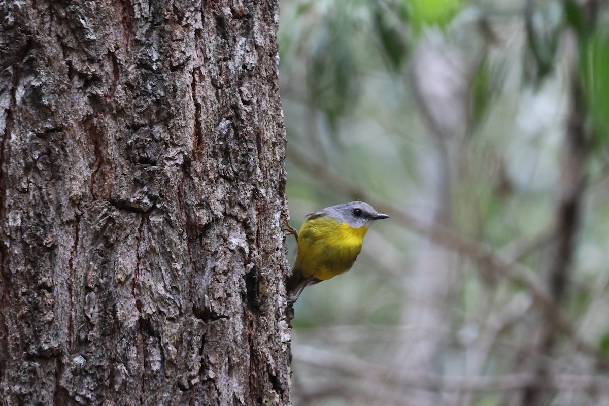 Eastern Yellow Robin - ML647276286