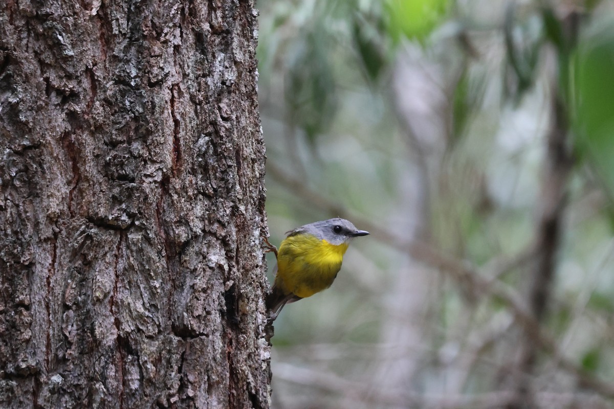 Eastern Yellow Robin - ML647276287
