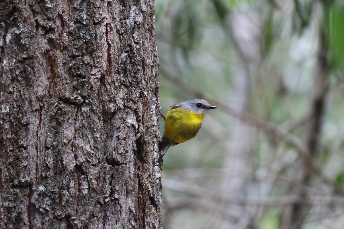 Eastern Yellow Robin - ML647276288