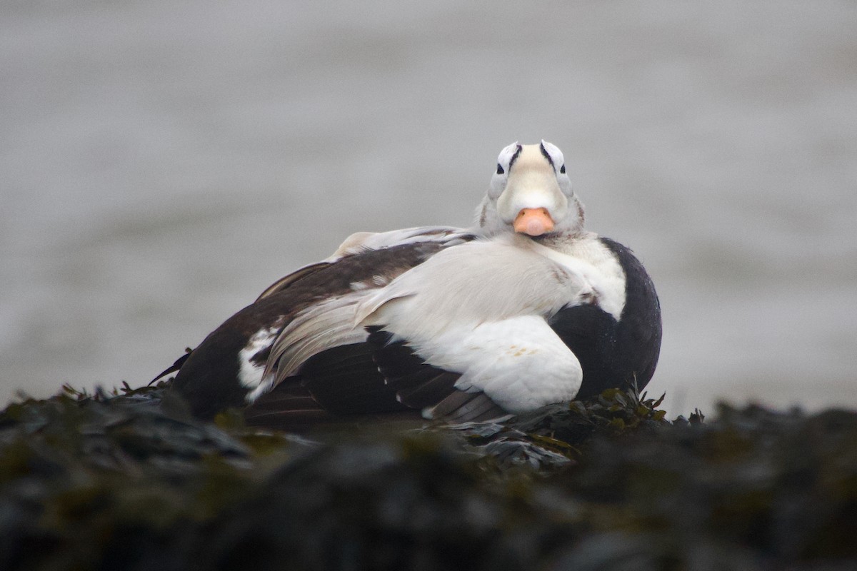 Spectacled Eider - ML647276289