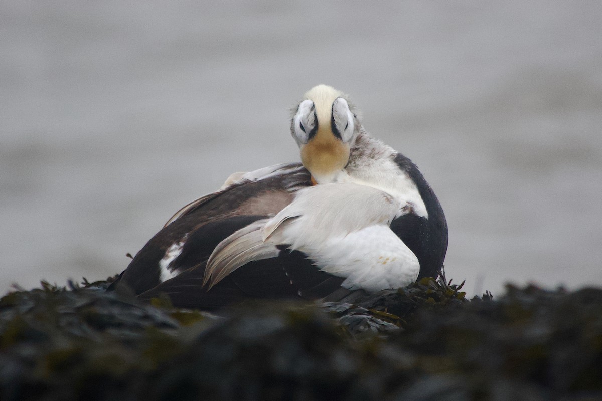 Spectacled Eider - ML647276290