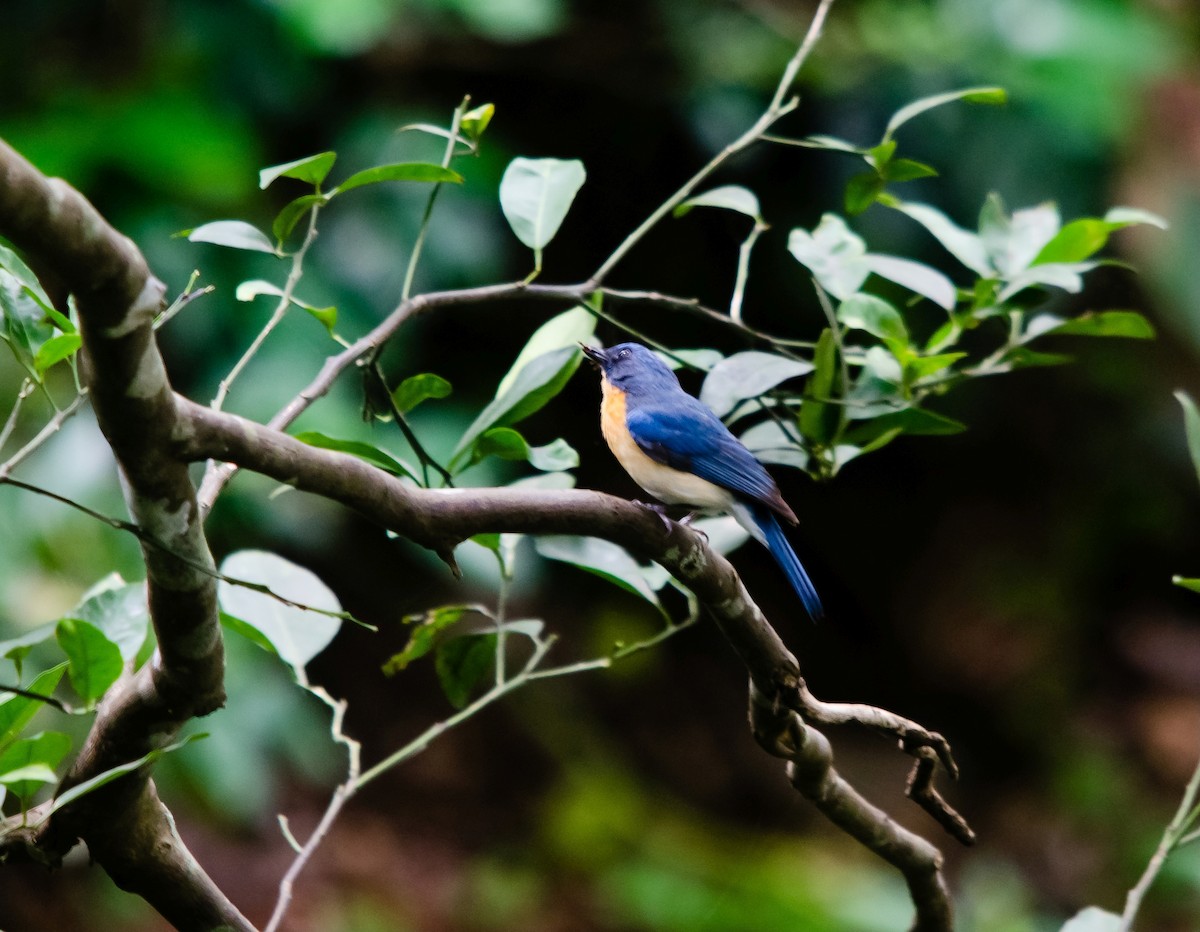 Tickell's Blue Flycatcher - ML647276291
