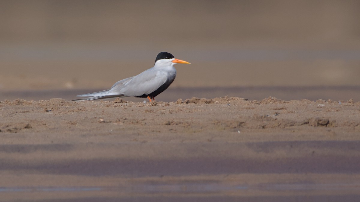 Black-bellied Tern - ML647276292