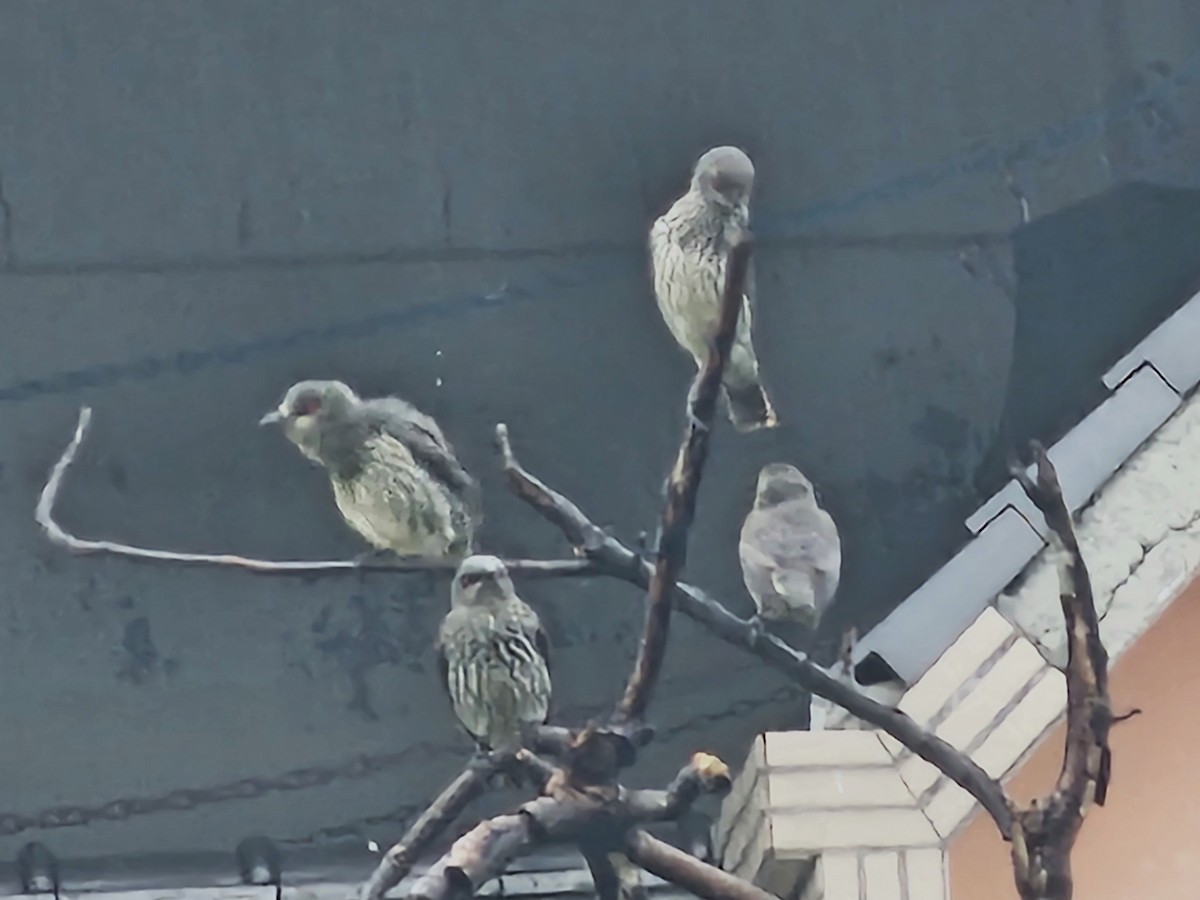 Asian Glossy Starling - ML647276293