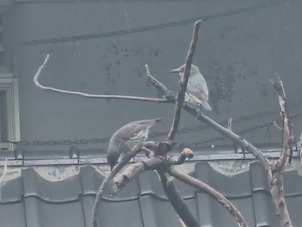 Asian Glossy Starling - ML647276294