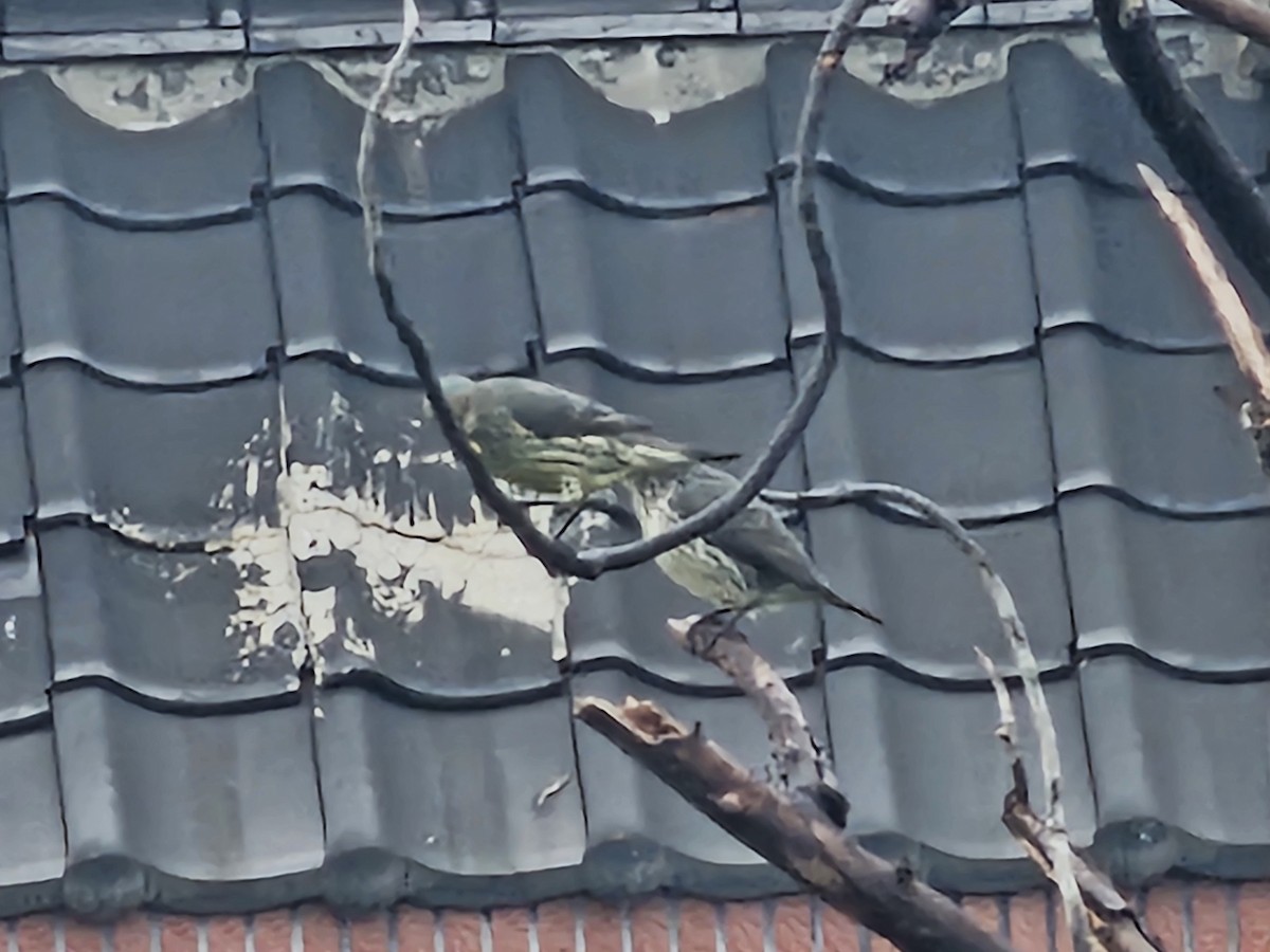 Asian Glossy Starling - ML647276295