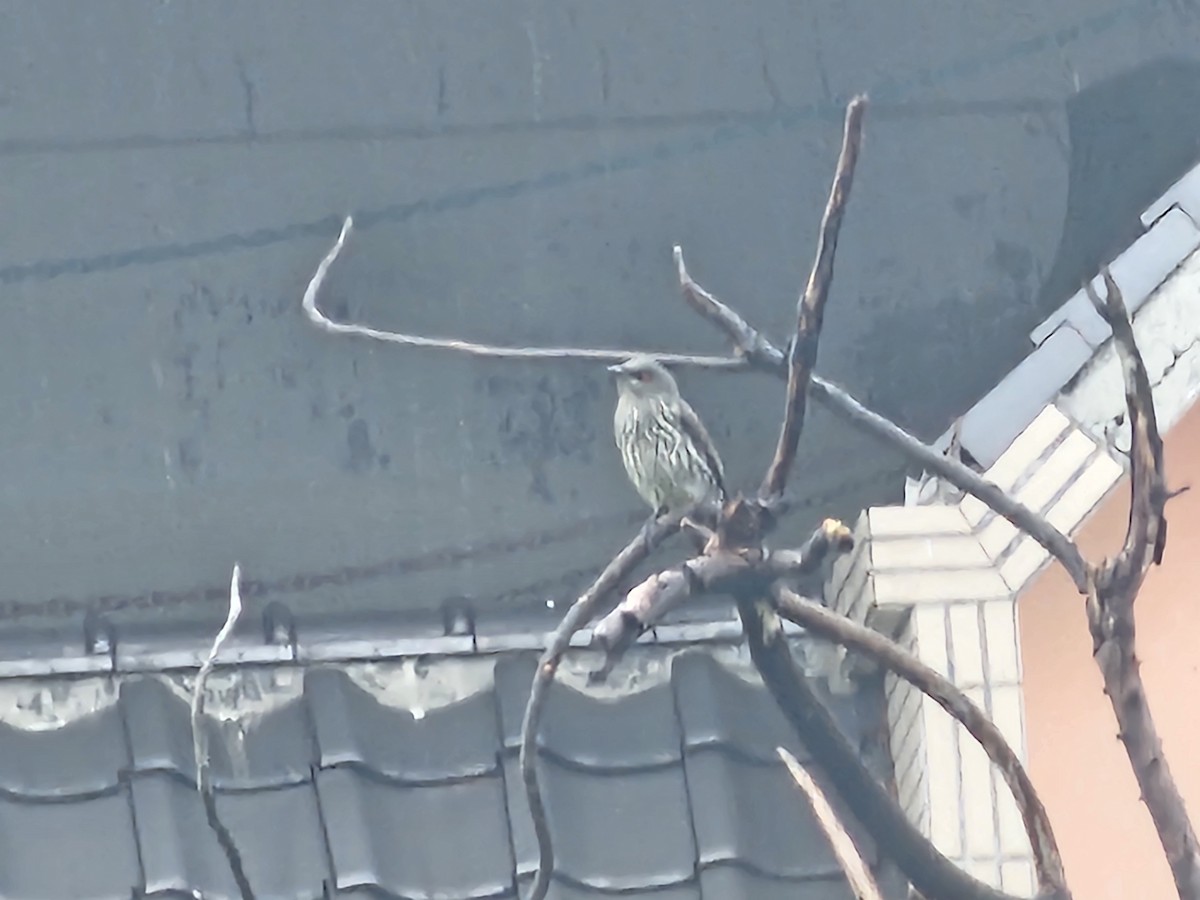 Asian Glossy Starling - ML647276296