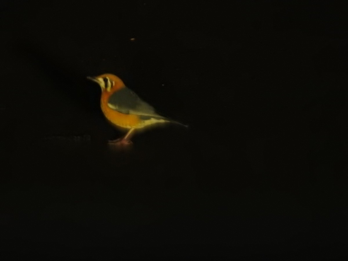 Orange-headed Thrush - ML647276297