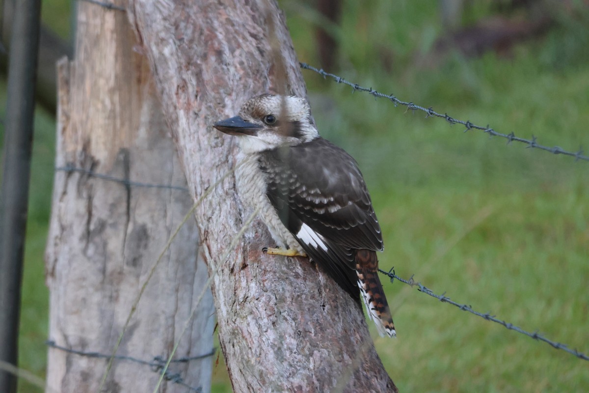 Laughing Kookaburra - ML647276298
