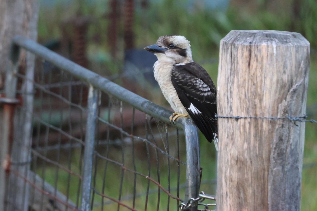 Laughing Kookaburra - ML647276299