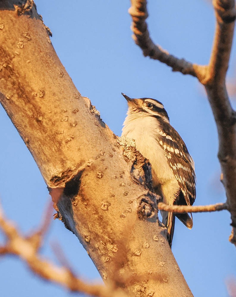 Hairy Woodpecker - ML647276300