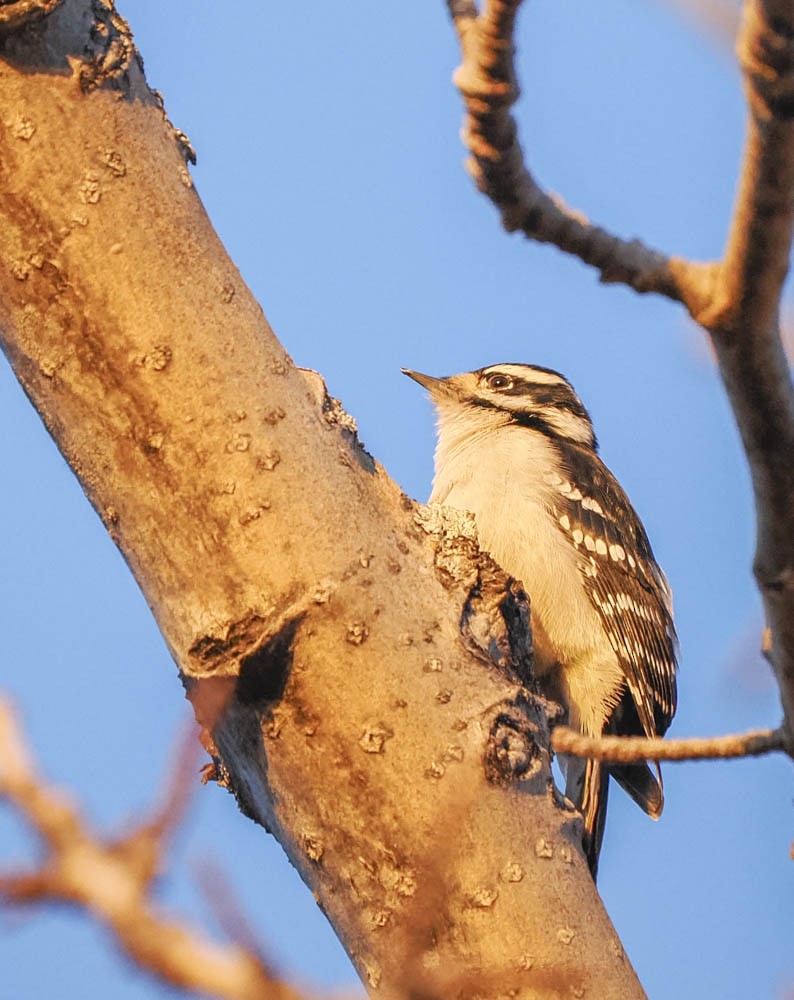Hairy Woodpecker - ML647276301