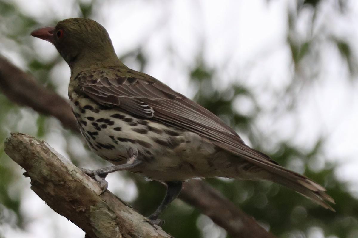 Olive-backed Oriole - ML647276302
