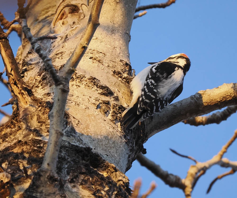Downy Woodpecker - ML647276303