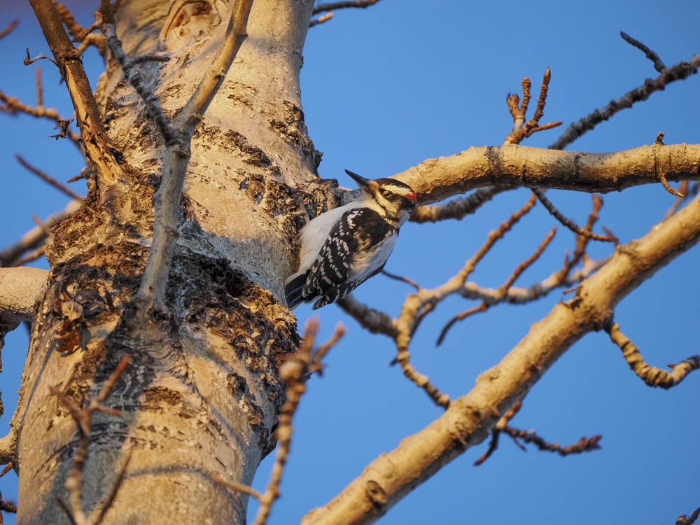 Downy Woodpecker - ML647276304