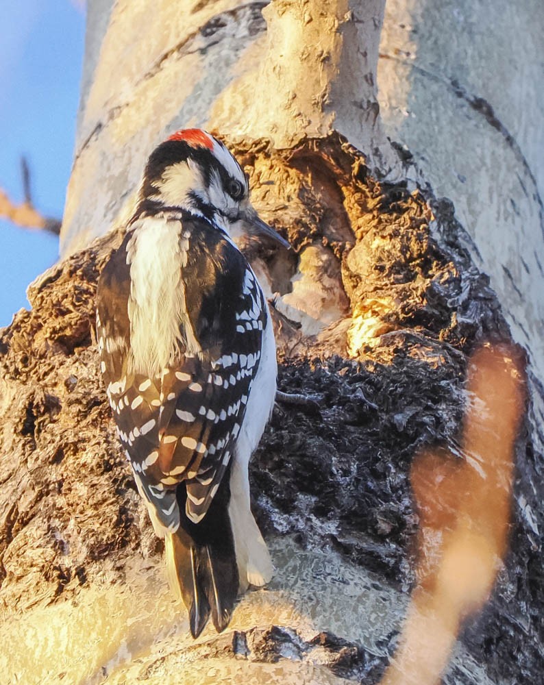 Downy Woodpecker - ML647276305