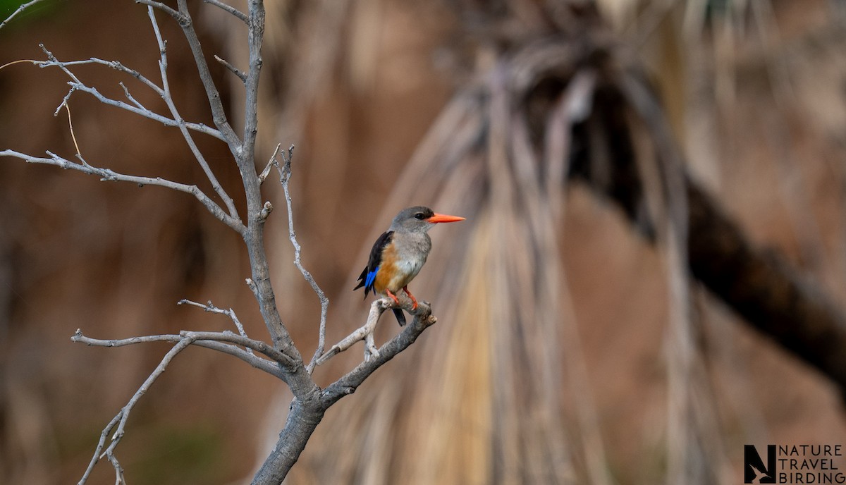 Gray-headed Kingfisher - ML647276306