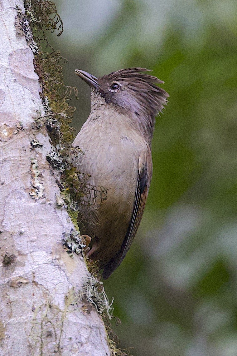 Streak-throated Barwing - ML647276307