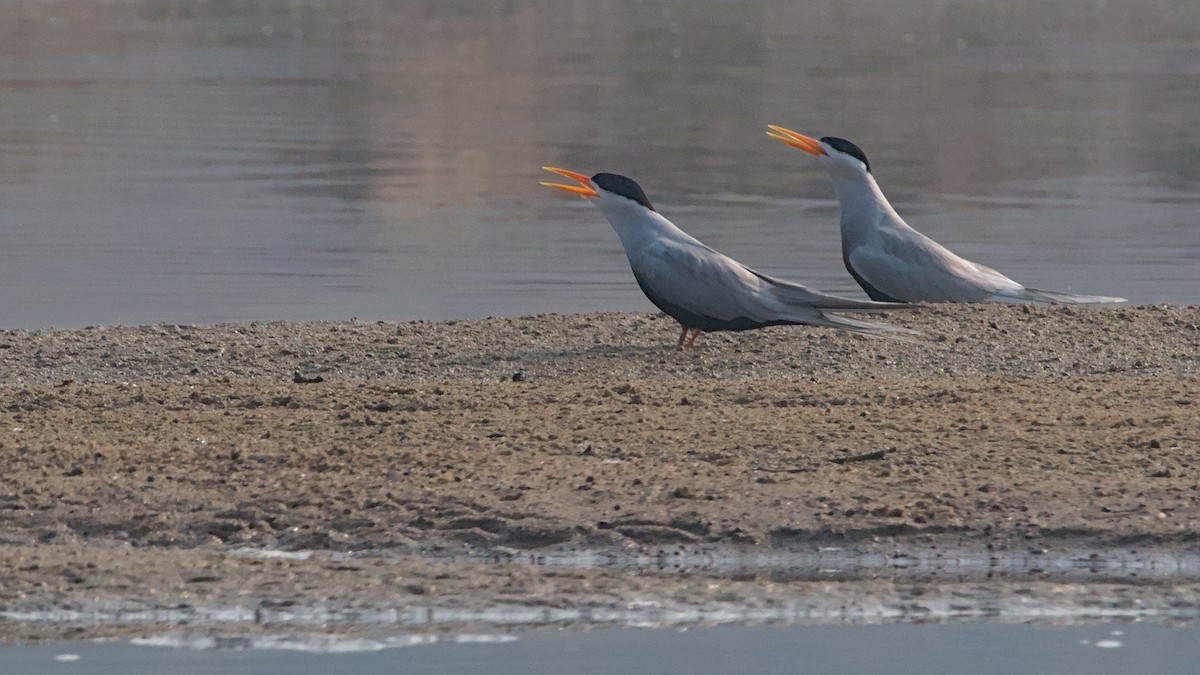 Black-bellied Tern - ML647276308
