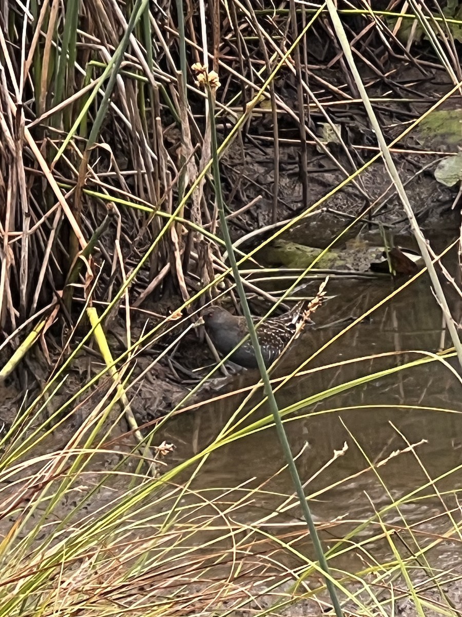 Australian Crake - ML647276309