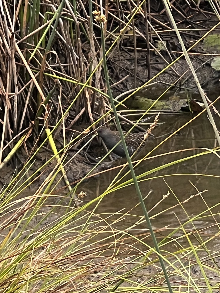 Australian Crake - ML647276310