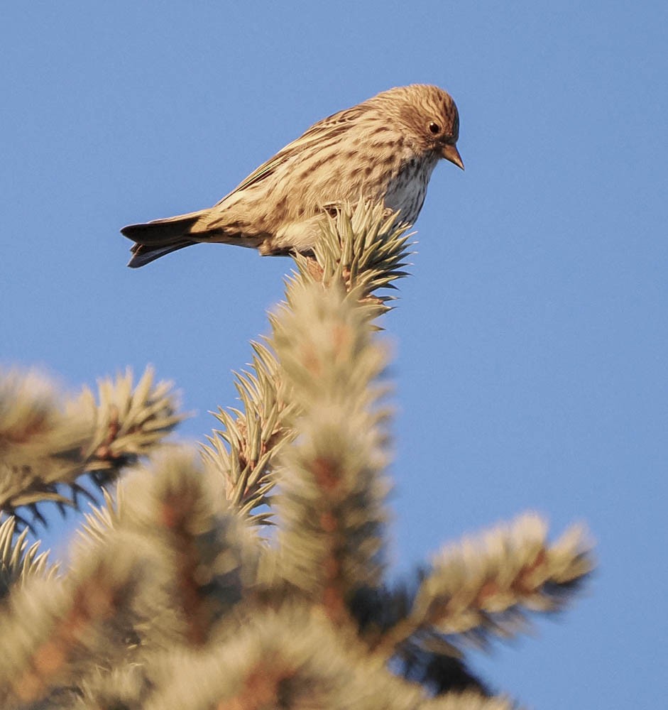 Pine Siskin - ML647276312