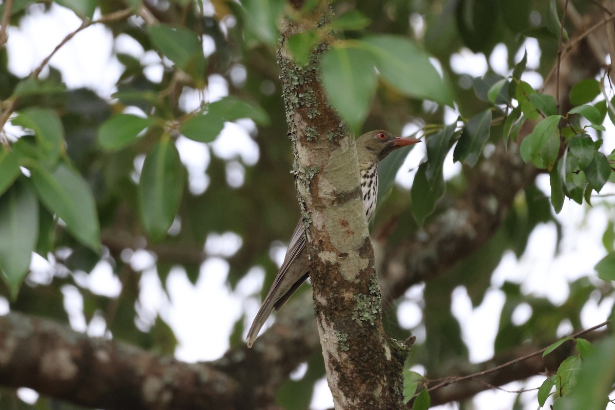 Olive-backed Oriole - ML647276318
