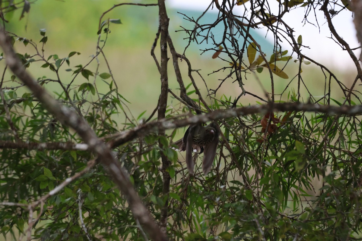 Olive-backed Oriole - ML647276319