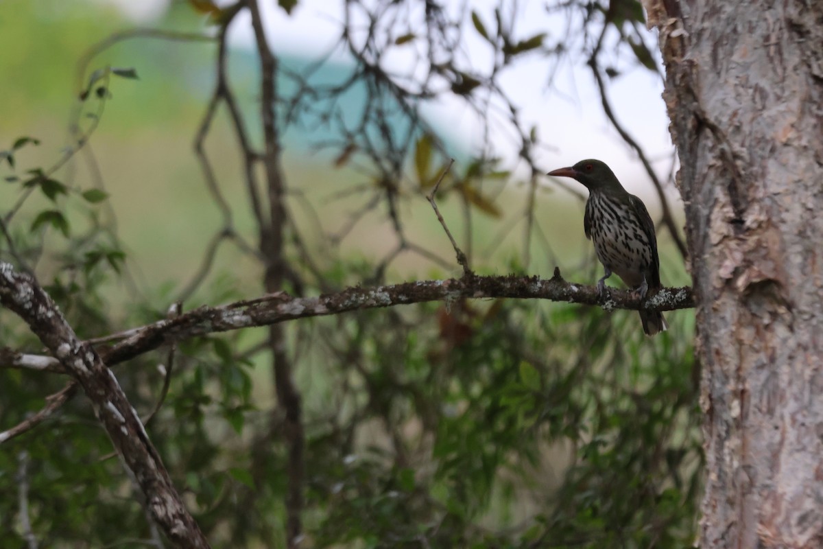 Olive-backed Oriole - ML647276320