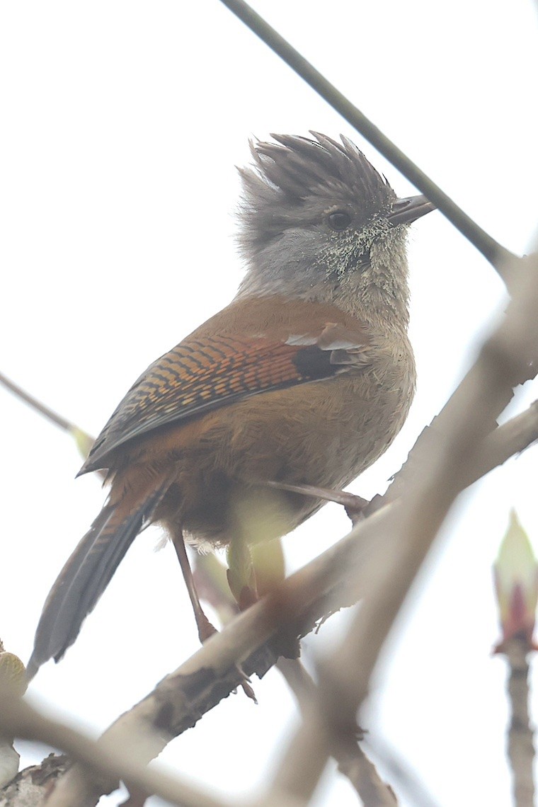 Streak-throated Barwing - ML647276321