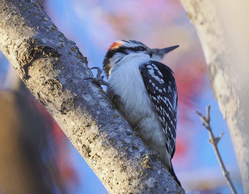 Hairy Woodpecker - ML647276322