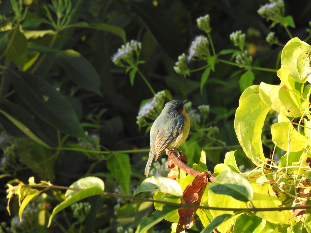 Tickell's Blue Flycatcher - ML647276323