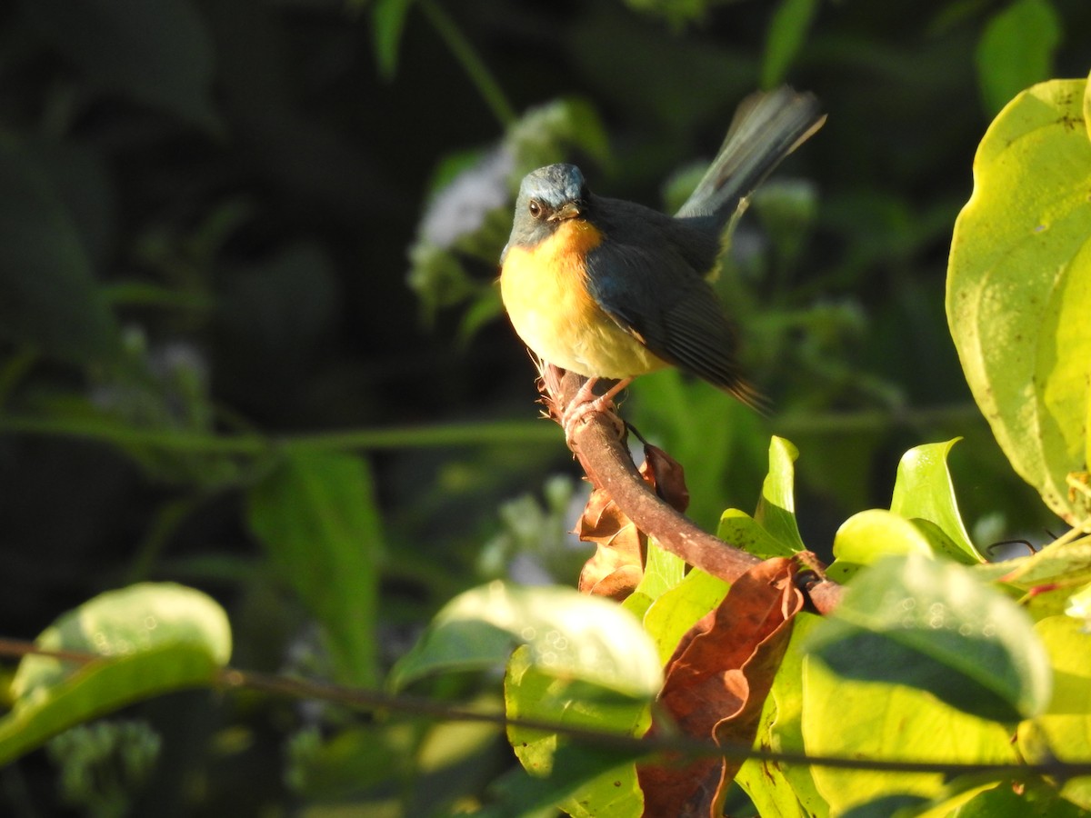 Tickell's Blue Flycatcher - ML647276324