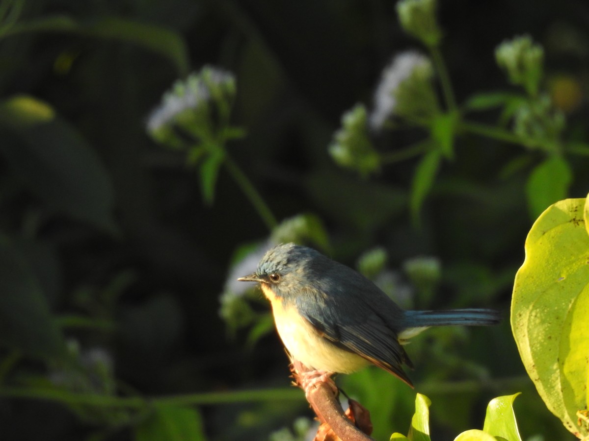 Tickell's Blue Flycatcher - ML647276325