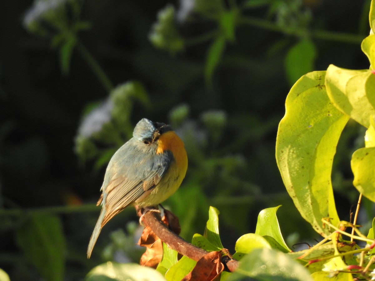 Tickell's Blue Flycatcher - ML647276326