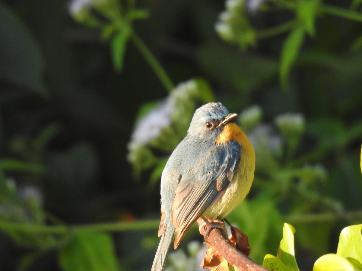 Tickell's Blue Flycatcher - ML647276327