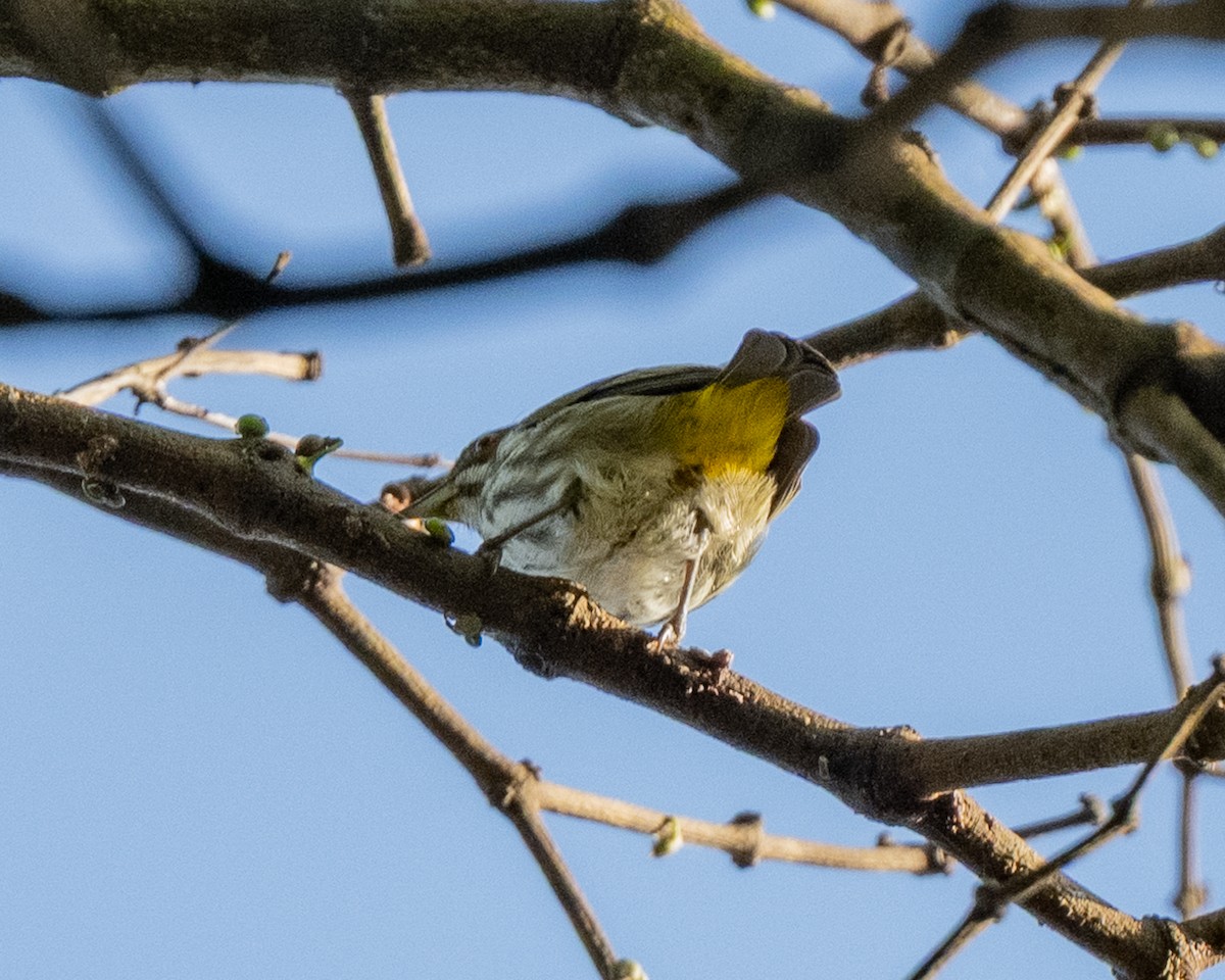 Yellow-vented Flowerpecker - ML647276329