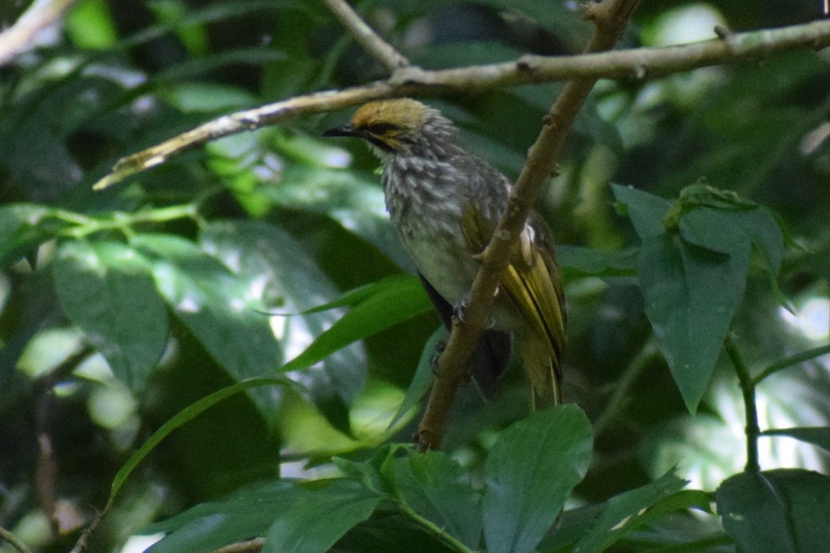 Straw-headed Bulbul - ML647276330