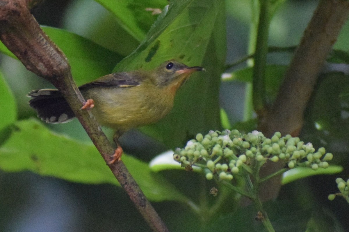 Crimson Sunbird - ML647276332