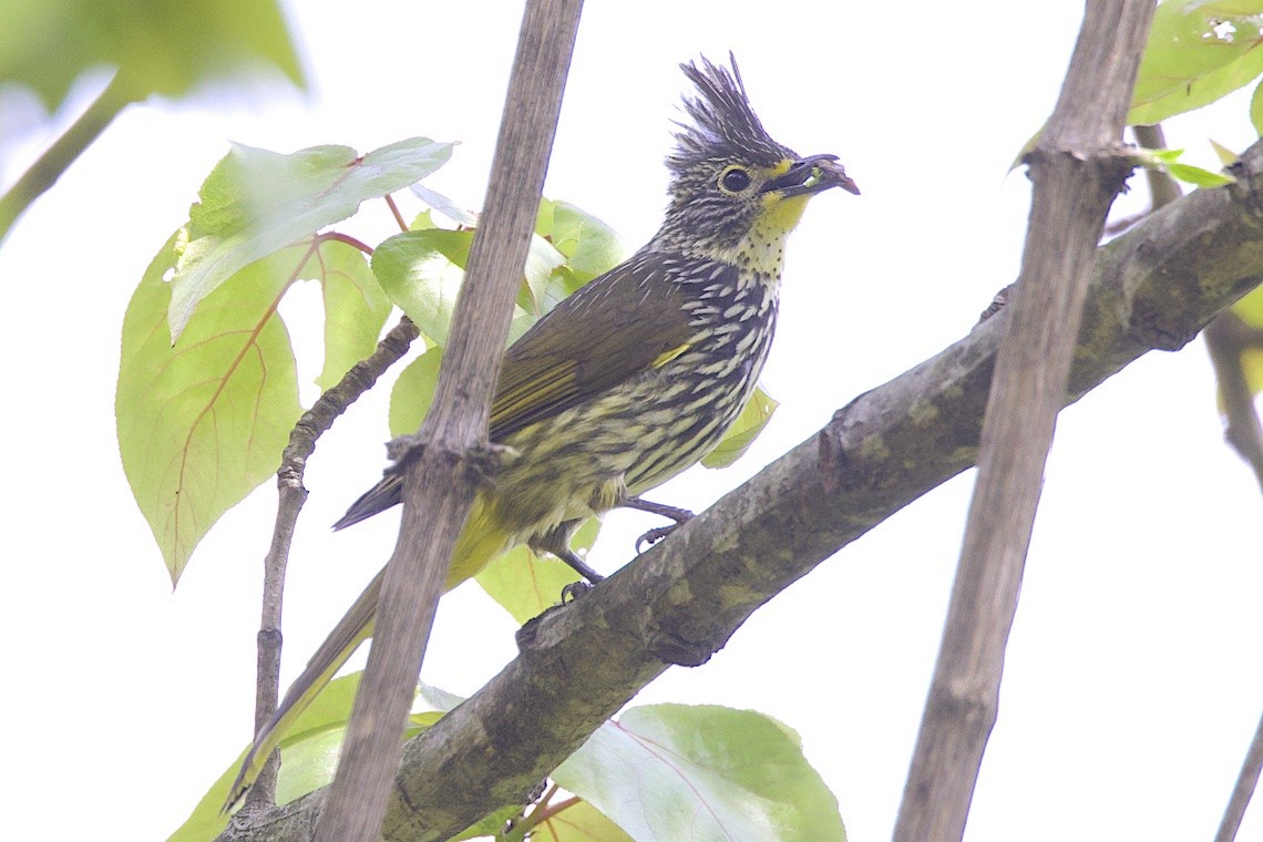 Striated Bulbul - ML647276334
