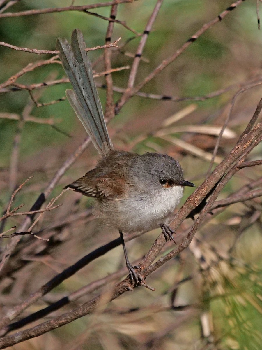 Red-winged Fairywren - ML647276335