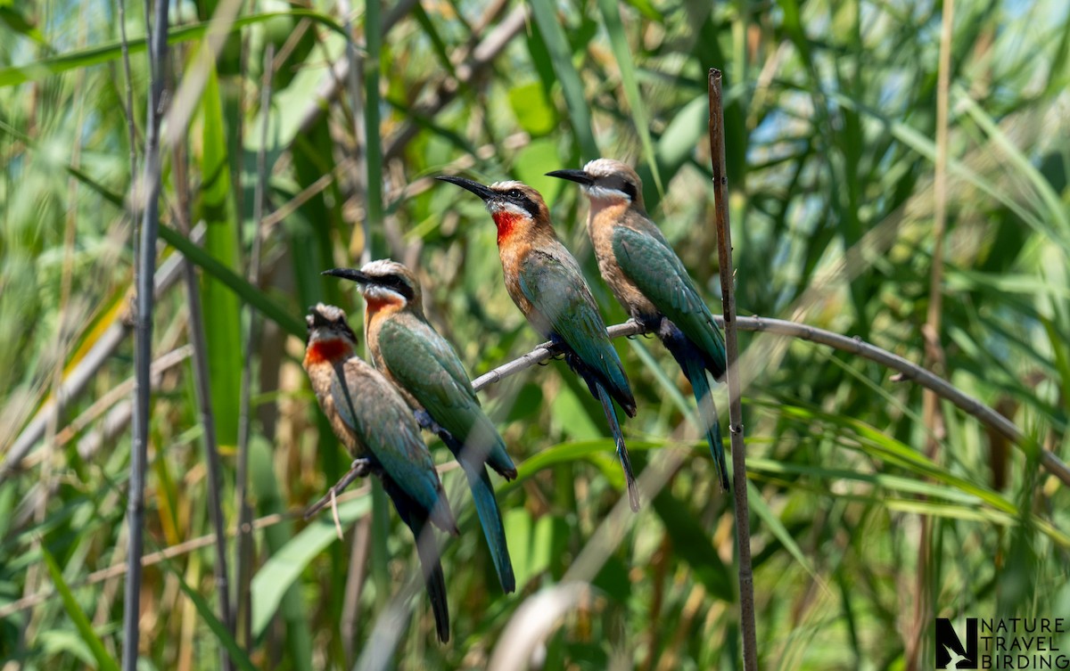 White-fronted Bee-eater - ML647276336